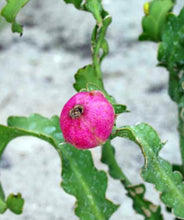 Load image into Gallery viewer, Epiphyllum Guatemalense ‘Monstrosa’ ‘Orchid Cactus’ (Ships within Canada only)