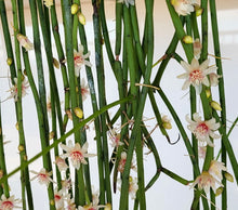 Load image into Gallery viewer, Rhipsalis Baccifera (Ships within Canada only)