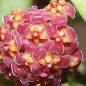 Hoya David Cummingii