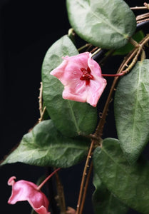 Hoya Patella Pink