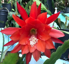 Load image into Gallery viewer, Epiphyllum ‘Red’ (Orchid Cactus)(Ships within Canada only)