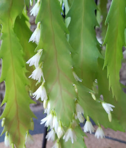 Lepismium Houlletianum ‘Snowdrop Cactus’ (ships within Canada only)