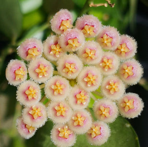 Hoya Pusilla Malaysia