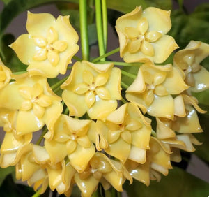 Hoya Phyllura