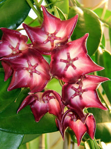 Hoya Macgillivrayi