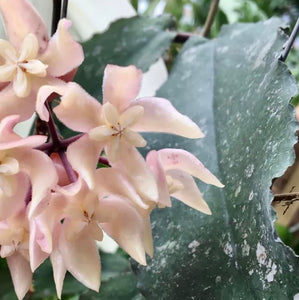 Hoya Undulata ‘Red Leaves’