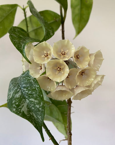 Hoya Cystiantha Splash