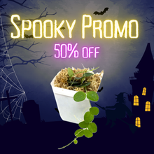 Load image into Gallery viewer, Hoya Serpens