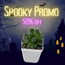 Load image into Gallery viewer, Haworthia Hanabi