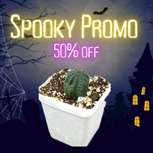 Load image into Gallery viewer, Euphorbia Obesa (Ships within Canada only)