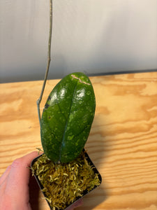 188. Hoya Forbesii Splash