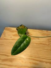 Load image into Gallery viewer, 188. Hoya Forbesii Splash