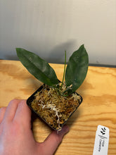 Load image into Gallery viewer, 189. Hoya Cystiantha