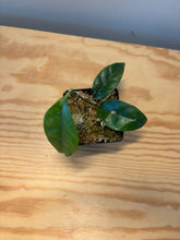 Load image into Gallery viewer, 190. Hoya Cystiantha