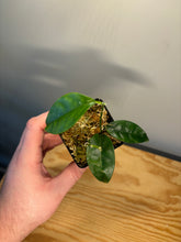 Load image into Gallery viewer, 190. Hoya Cystiantha