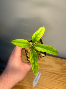 204. Hoya Multiflora Javanica Thai Splash