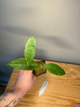 Load image into Gallery viewer, 208. Hoya Cystiantha