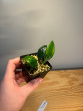 Load image into Gallery viewer, 210. Hoya Plicata