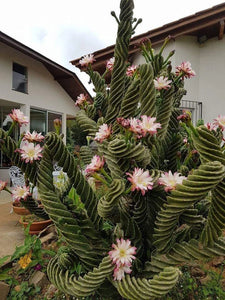 Cereus Forbesii cv. Spiralis 'Spiral Cactus' Small Size (Ships within Canada only)