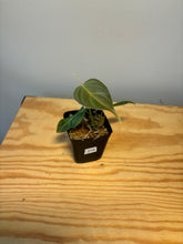 Load image into Gallery viewer, 219. Philodendron Splendid