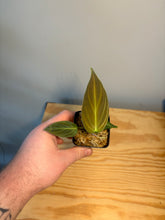 Load image into Gallery viewer, 219. Philodendron Splendid