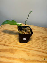 Load image into Gallery viewer, 239. Philodendron Bob Cee