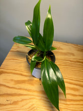 Load image into Gallery viewer, 243. Philodendron sp.