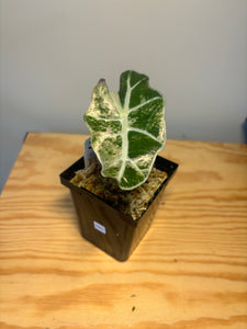 245. Alocasia Amazonica Variegated