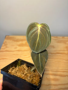 252. Philodendron Melanochrysum