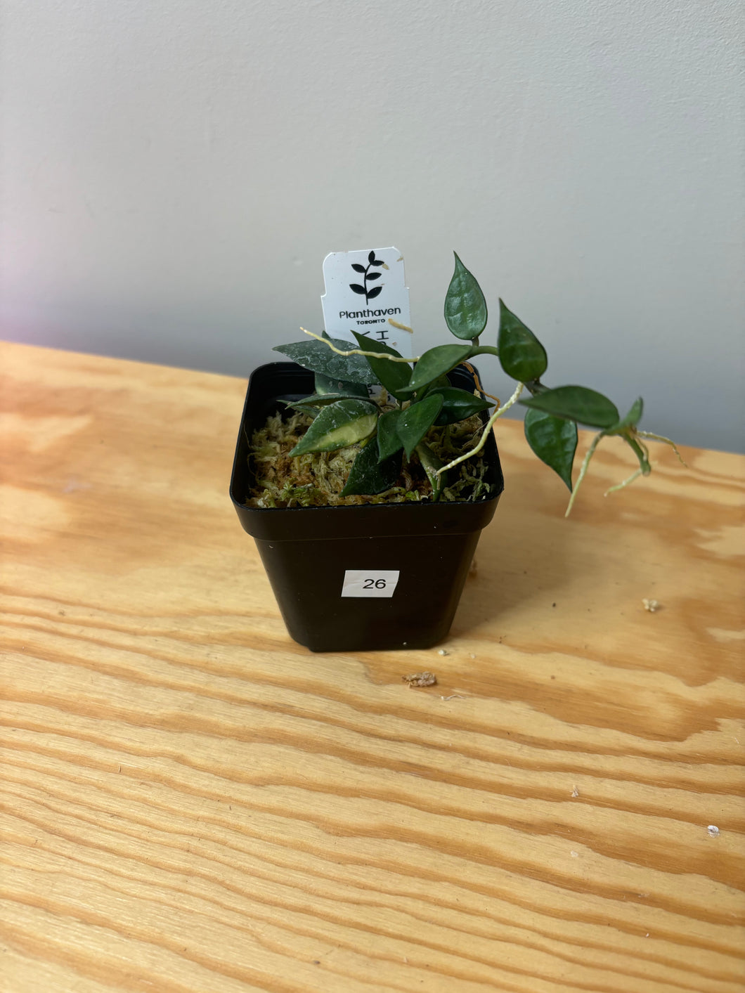 26. Hoya Lacunosa Variegated
