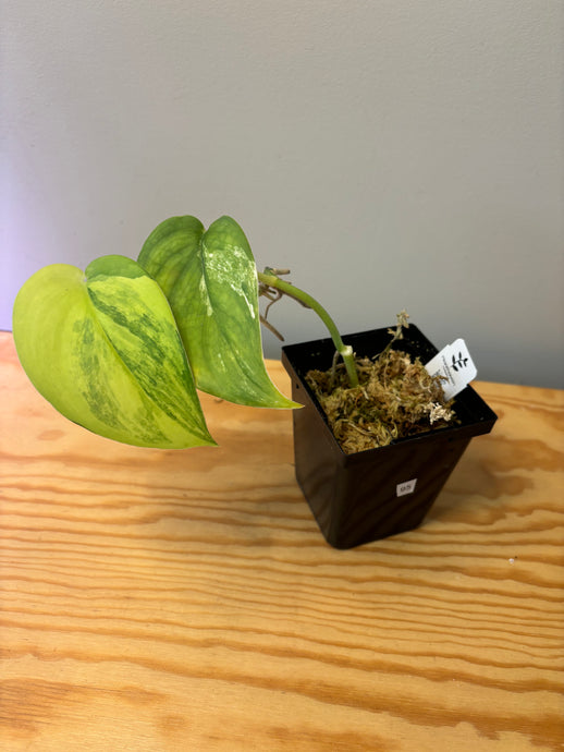 95. Scindapsus Jade Satin Variegated