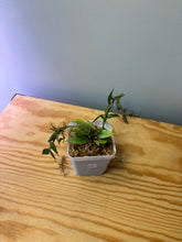 Load image into Gallery viewer, 142. Hoya Lacunosa