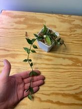 Load image into Gallery viewer, 142. Hoya Lacunosa