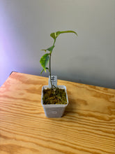 Load image into Gallery viewer, 143. Hoya Campanulata