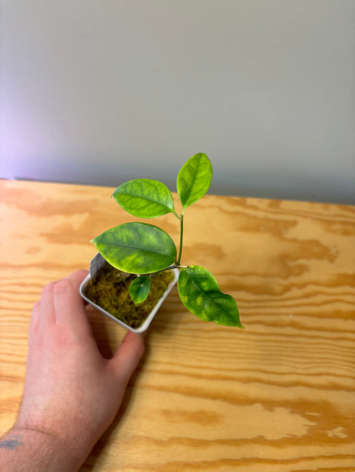 143. Hoya Campanulata