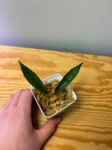146. Hoya Kenejiana