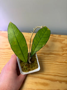 147. Hoya Kalimantan