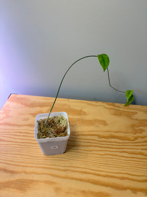 149. Hoya Campanulata