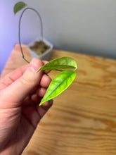 Load image into Gallery viewer, 149. Hoya Campanulata