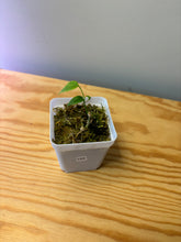 Load image into Gallery viewer, 150. Hoya Campanulata