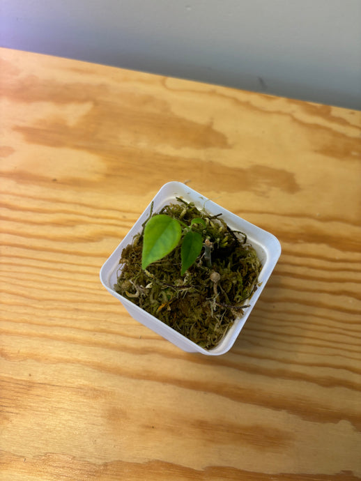 150. Hoya Campanulata