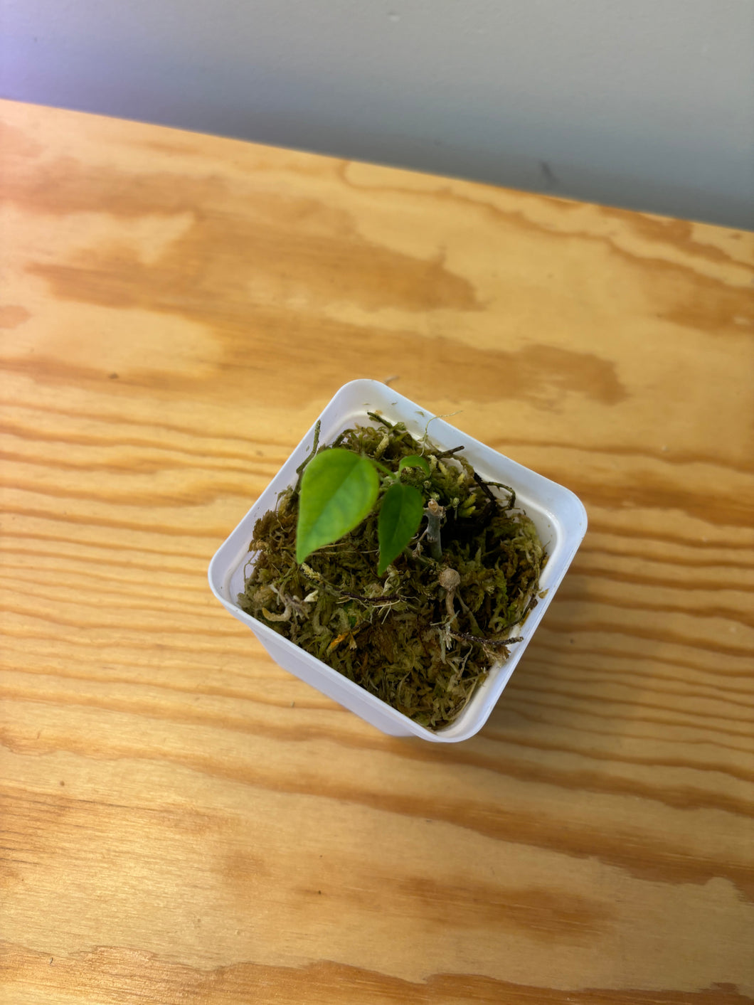 150. Hoya Campanulata