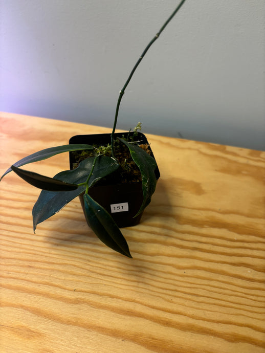 151. Hoya Macgillivrayi
