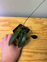 Load image into Gallery viewer, 151. Hoya Macgillivrayi