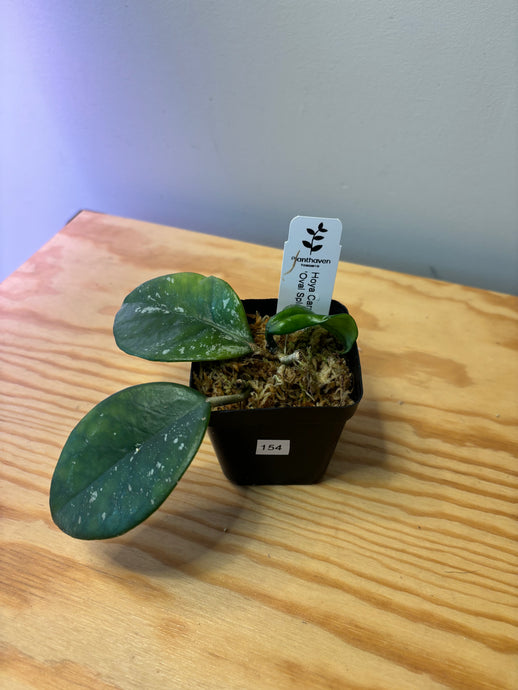 154. Hoya Carnosa Oval Splash