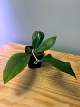 Load image into Gallery viewer, 155. Hoya Jennifer