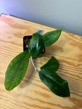 Load image into Gallery viewer, 155. Hoya Jennifer
