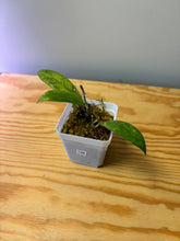 Load image into Gallery viewer, 158. Hoya Blessing