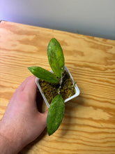 Load image into Gallery viewer, 158. Hoya Blessing