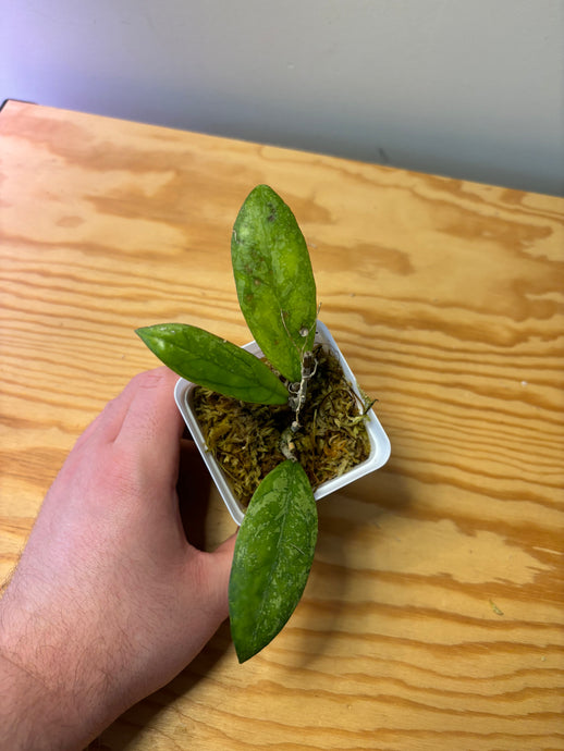 158. Hoya Blessing